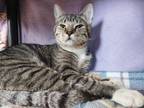 Adopt Pluto a Domestic Short Hair