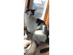 Adopt Biscuit a American Shorthair