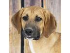 Adopt Hank a Beagle, Foxhound