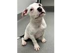 Adopt Tommy a Pit Bull Terrier