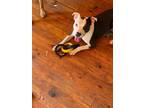 Adopt Duke (Courtesy Post) a Bull Terrier