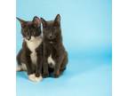 Adopt Jack and Zero a Domestic Short Hair, American Shorthair