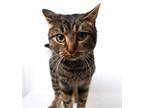 Adopt Steve (barn cat) a Domestic Short Hair