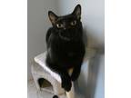 Adopt Princeton (Kole) a Domestic Short Hair