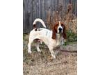 Adopt Charley a Basset Hound