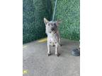 Adopt Toto* a Cairn Terrier, Mixed Breed