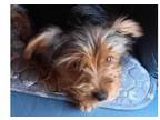 Adopt Jimmy a Yorkshire Terrier, Mixed Breed