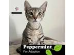 Adopt Peppermint a Domestic Short Hair