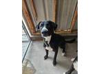 Adopt Bean a Labrador Retriever, Collie