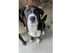 Adopt Sprout a Labrador Retriever, Collie