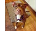 Adopt Mickey a American Staffordshire Terrier