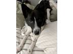 Adopt Louie a Border Collie, Pomeranian