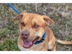 Adopt Rusty a Mixed Breed