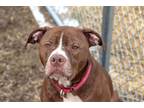 Adopt Koa a Pit Bull Terrier