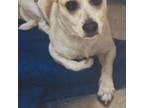 Adopt Jack a Jack Russell Terrier