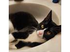 Adopt Bandit a Domestic Short Hair