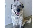 Adopt Glacier a Great Pyrenees