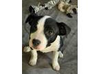 Adopt Prancer a Australian Cattle Dog / Blue Heeler