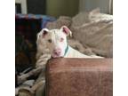 Adopt Henry a Pit Bull Terrier, Mixed Breed