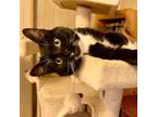 Adopt Maxwell the Polydactyl a American Shorthair, Tuxedo