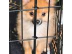 Pomeranian Puppy for sale in Abilene, TX, USA
