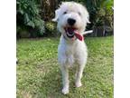 Adopt Honey Boy a Airedale Terrier