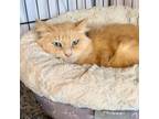 Adopt Curry a Domestic Medium Hair