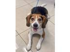 Adopt Bruno a Beagle
