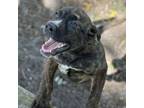 Adopt Dondurma a Catahoula Leopard Dog