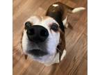 Adopt Popeye a Beagle