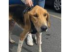 Adopt Henry a Hound