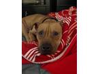 Adopt Clifford 2 (aka C2) a American Staffordshire Terrier