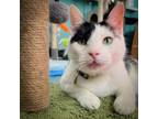 Adopt Buster a Domestic Short Hair