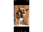 Adopt Tony a German Shepherd Dog