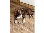 Adopt Red a German Shorthaired Pointer