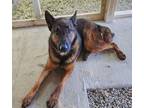 Adopt Opie a Belgian Shepherd / Malinois, Dutch Shepherd