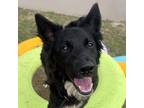 Adopt Scout a Border Collie