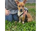 Adopt Leroy a Miniature Dachshund, Corgi