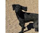 Adopt Babe Ruth a Standard Poodle, Labrador Retriever