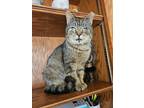 Adopt Woody a Domestic Short Hair