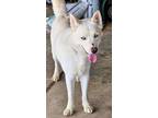 Adopt oso bear a Husky