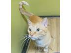 Adopt Chip a Tabby