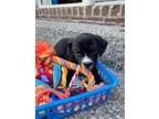 Adopt Beaux a Mixed Breed