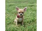 Chihuahua Puppy for sale in Gloucester, VA, USA