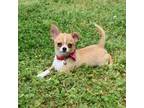 Chihuahua Puppy for sale in Gloucester, VA, USA