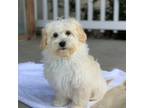 Maltipoo Puppy for sale in Winton, CA, USA