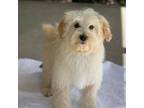 Maltipoo Puppy for sale in Winton, CA, USA