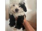 Shih Tzu Puppy for sale in Sebastian, FL, USA
