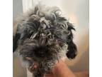 Shih-Poo Puppy for sale in Sebastian, FL, USA