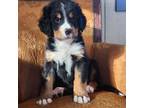 Bernese Mountain Dog Puppy for sale in Goshen, IN, USA